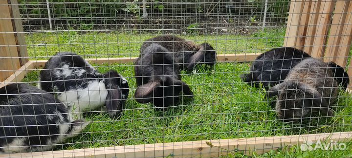 Кролики мясных пород великаны