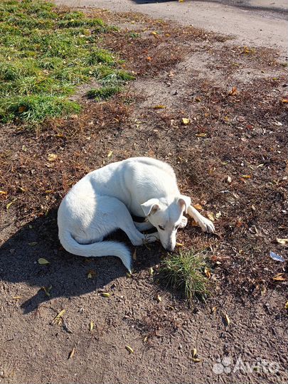 Собака в добрые руки