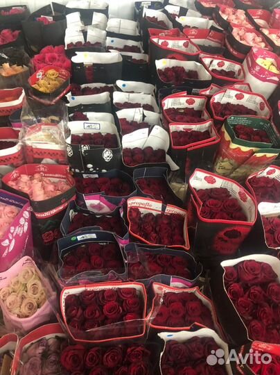 Розы Эквадор, Кения, Голландия. Доставка