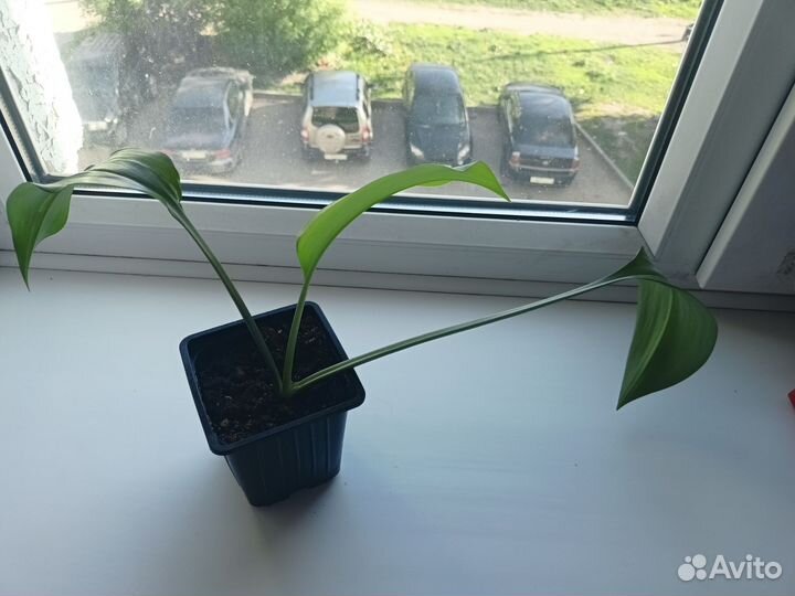 Эухарис амазонская лилия
