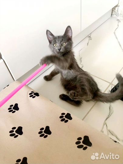 Котенок в добрые руки