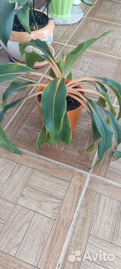 Хлорофитум оранж