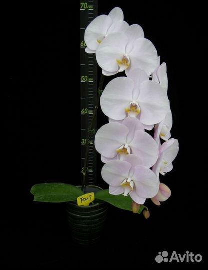 Орхидея фаленопсис 13 см цветок San Diego