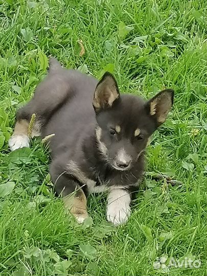 Отдам бесплатно щенка