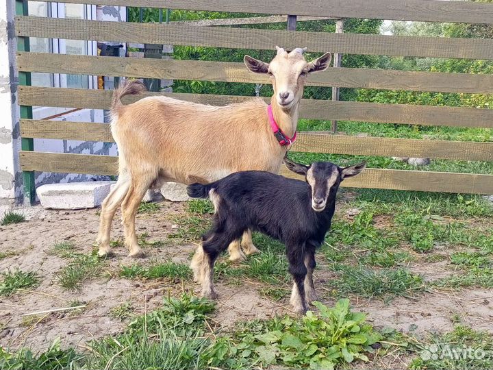 Камерунские козы