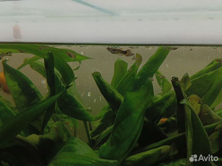 Подростки гуппи