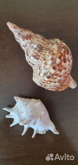 Ракушки большие и морская звезда