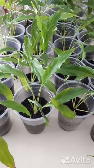 Спатифиллум (женское счастье)