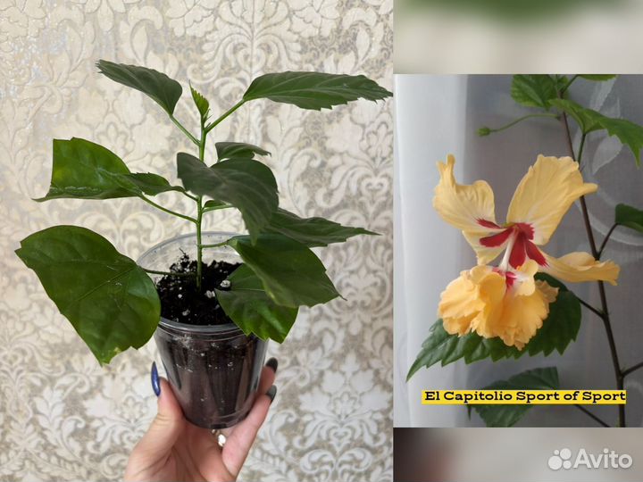 Домашние цветы