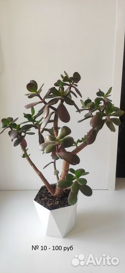 Комнатные растения цветы