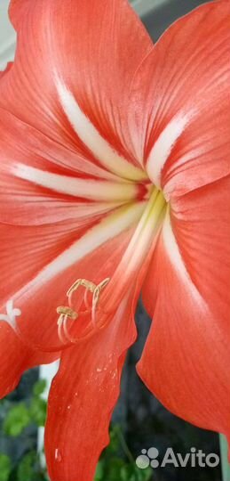 Гиппиаструм