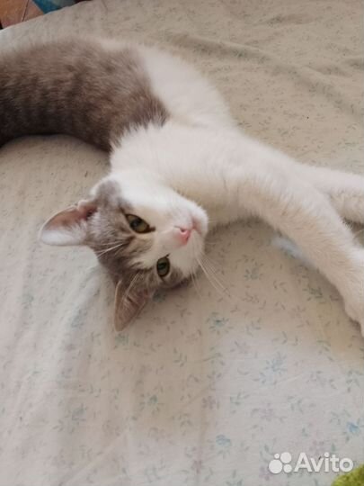 Кошка в дар