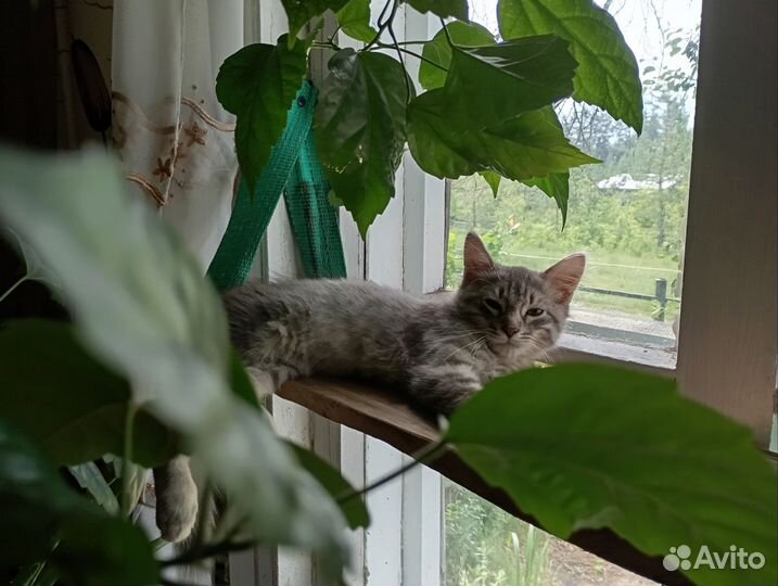 Котёнок