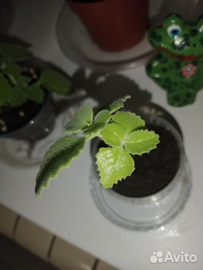 Плектрантус