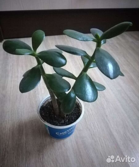 Крассула, толстянка, денежное дерево