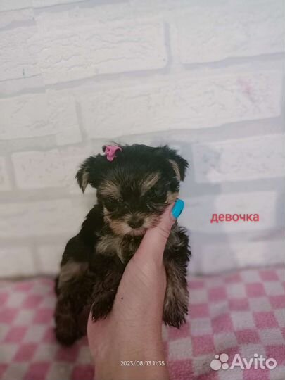 Йорки щенки