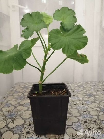 Комнатные цветы(герань, роэ, сингониум)