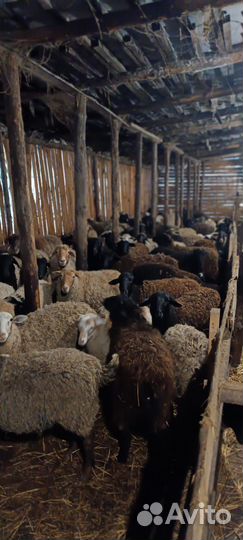 Овцы бараны катумские