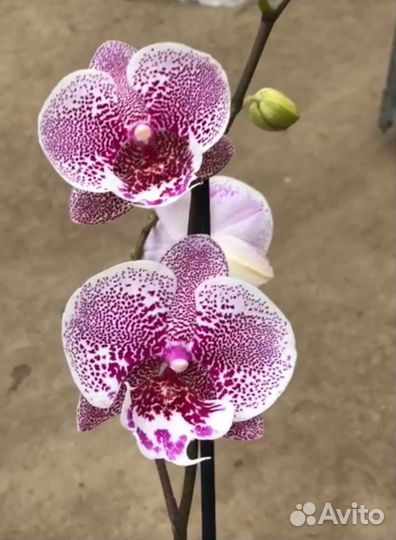 Орхидея фаленопсис биг лип
