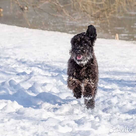 Цвергшнауцер вязка