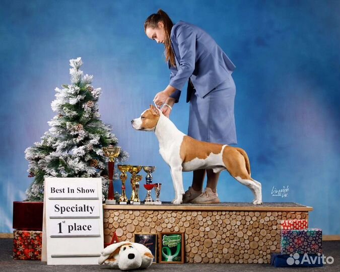 Профессиональный Хендлер