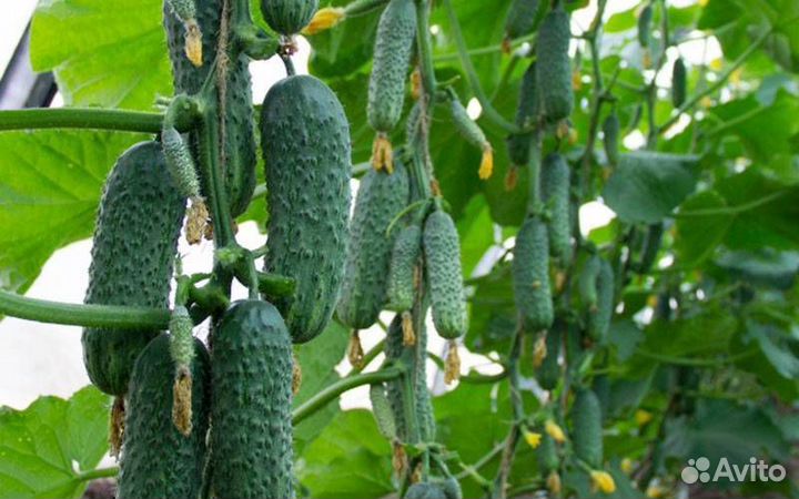 Самый урожайный огурец Crazy Bundle F1