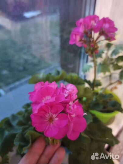 Пеларгония герань