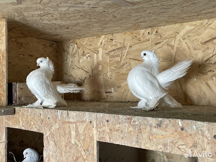 Статные голуби