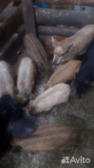 Венгерская мангалица