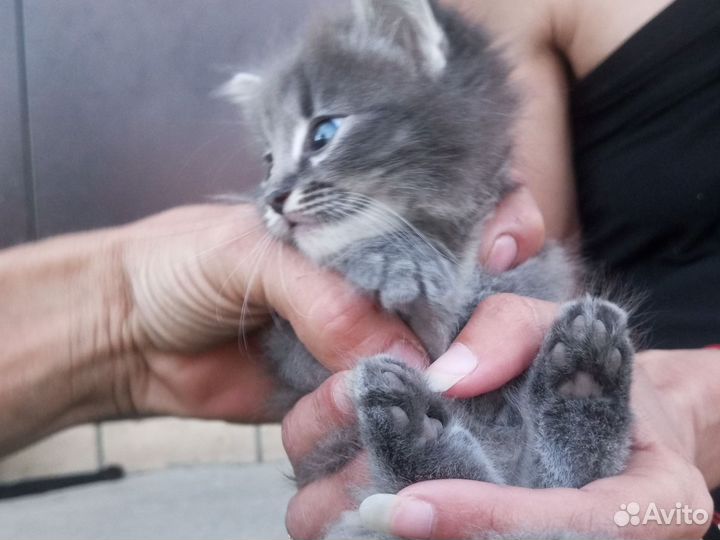 Котенок в добрые руки