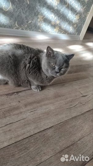 Отдам в добрые руки