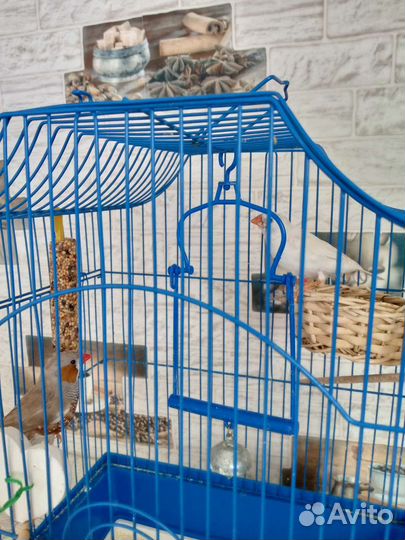 Птицы амадины