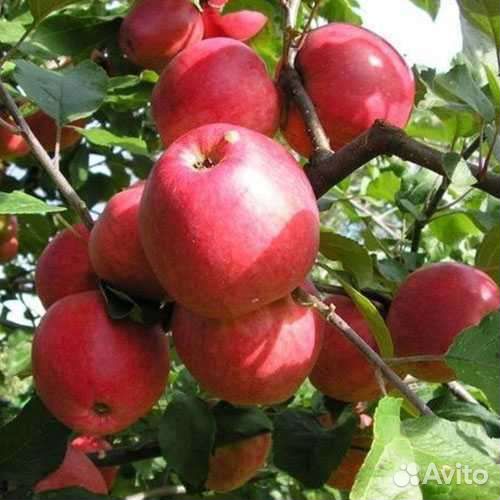 Яблоки домашние