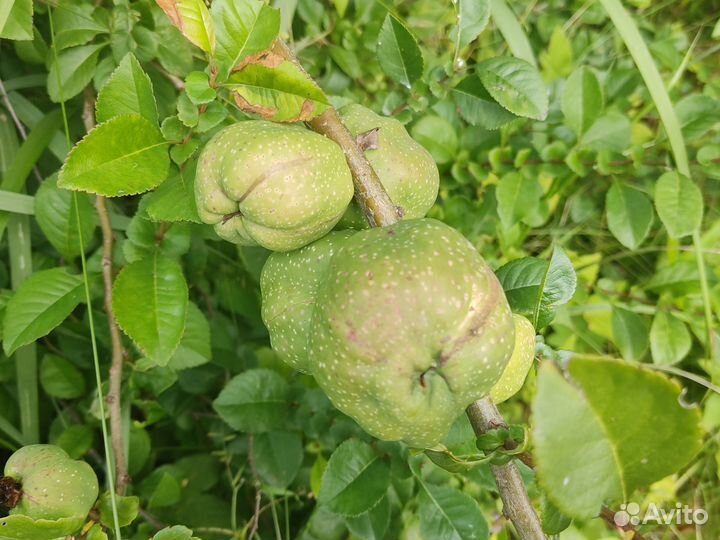 Айва японская саженцы