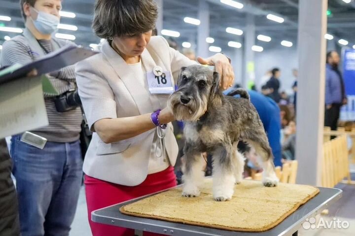Цвергшнауцер вязка