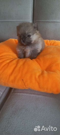 Щенки шпица