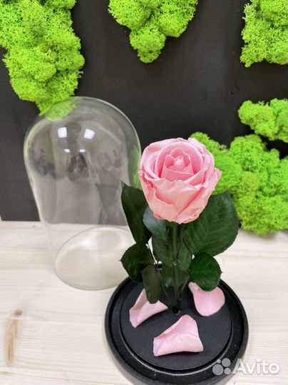 Роза в колбе