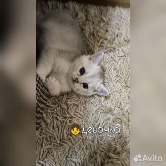 Котята серебристой шиншиллы