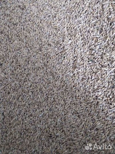 Дерть (дробленное зерно), зерно