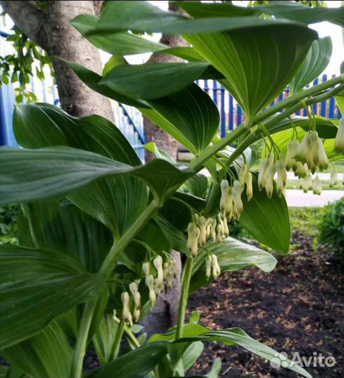 Многолетники