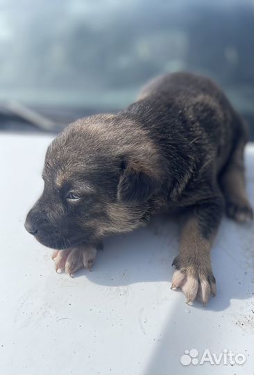 Щенок в дар бесплатно