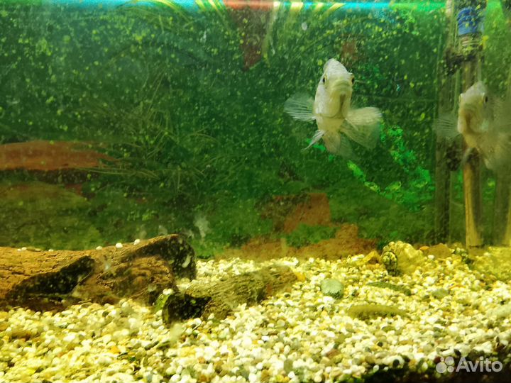 Бриллиантовая цихлазома самцы