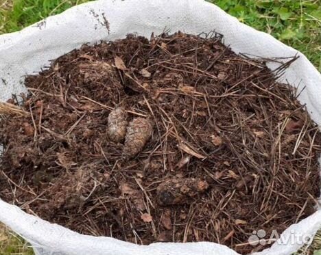 Хвойный опад