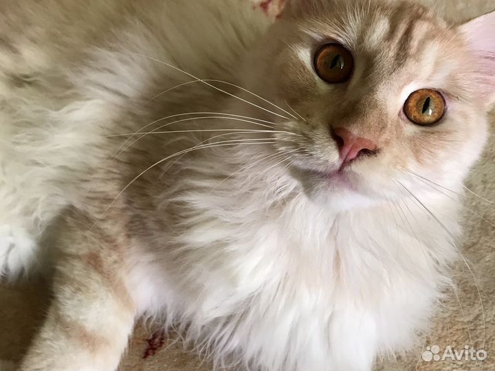 Кот бесплатно