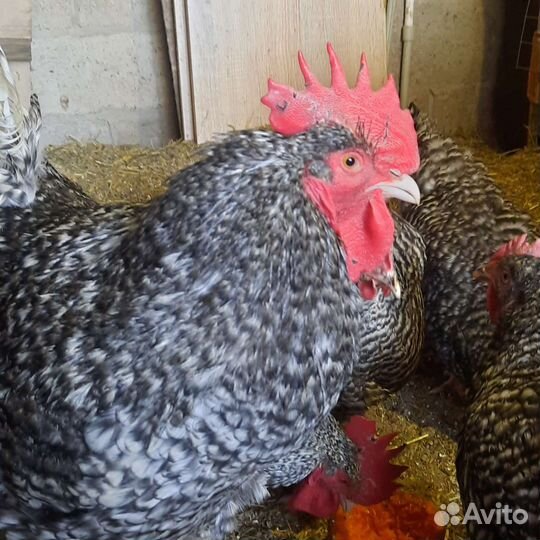 Мехеленская кукушка