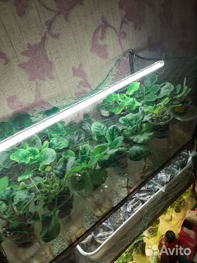 Детки фиалок