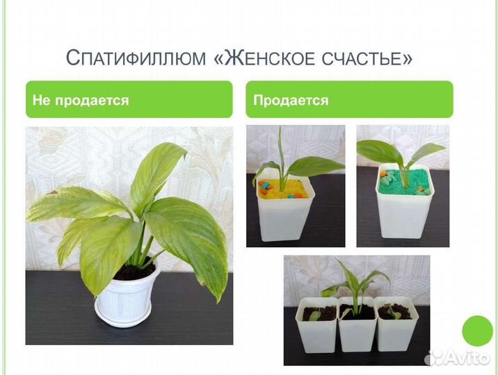 Комнатные растения