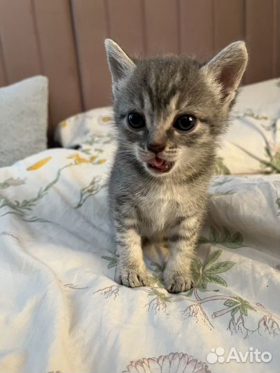 Кошка