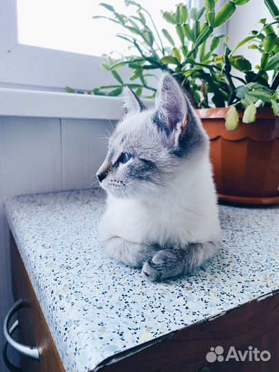 Отдам в добрые руки котенка (тайский метис)
