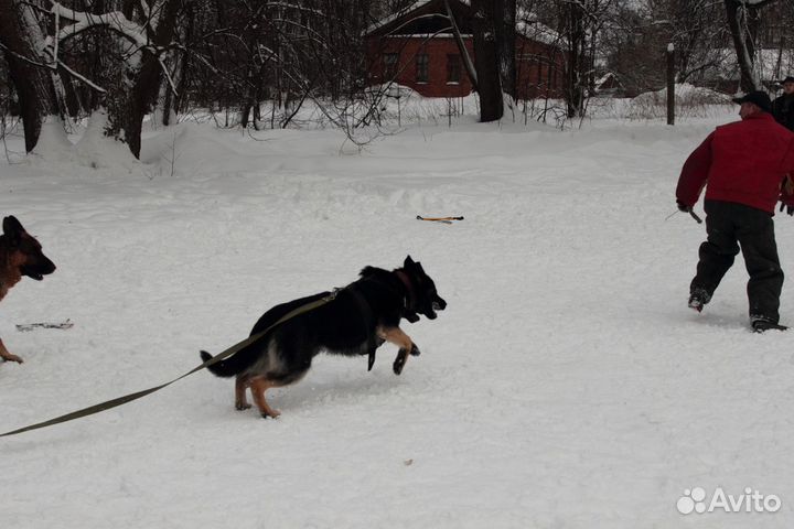 Дрессировка собак в Московской области с выездом